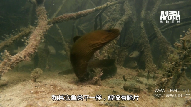 蓝色巴哈马：红树林 Bahama Blue:Mangroves插图8