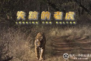失踪的老虎 Tigers:Looking for Sultan 2017