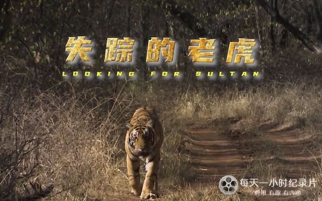 失踪的老虎 Tigers:Looking for Sultan 2017插图