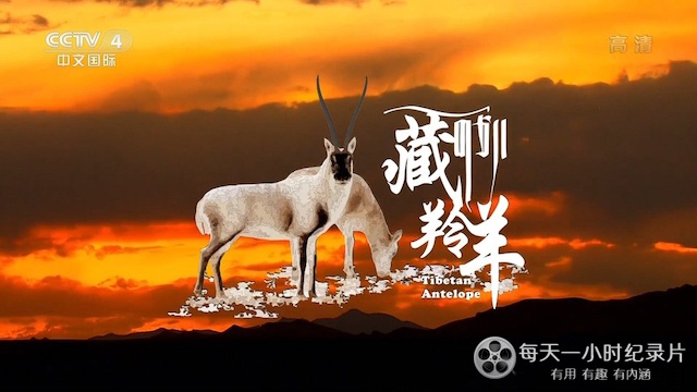 藏羚羊 Tibetan Antelope 2022插图1