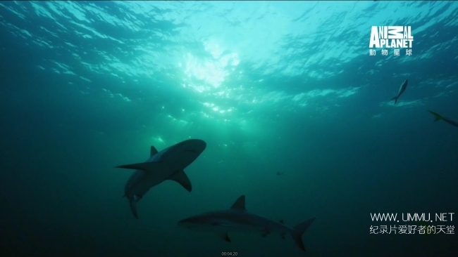 蓝色巴哈马：珊瑚礁 Bahama Blue:Coral插图1