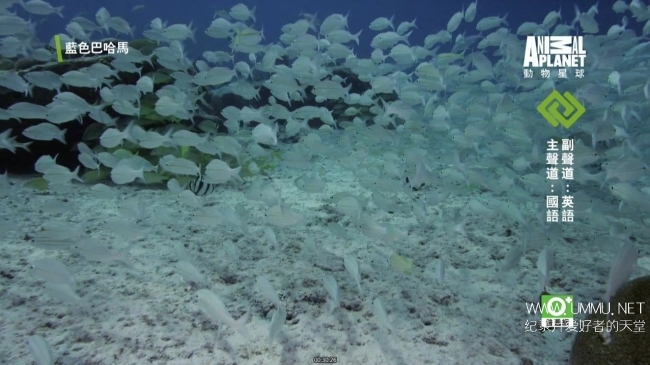 蓝色巴哈马：珊瑚礁 Bahama Blue:Coral插图2