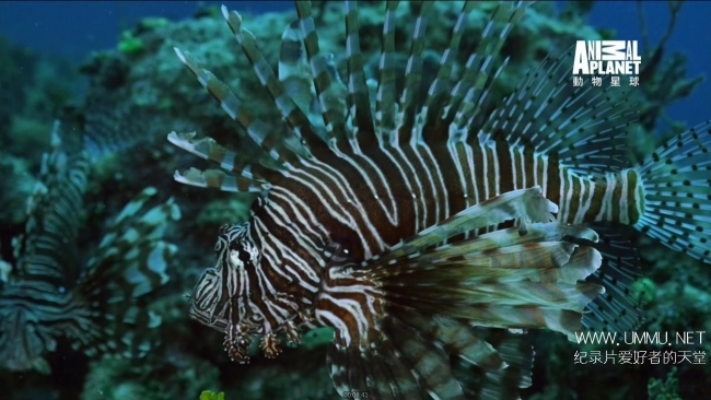 蓝色巴哈马：珊瑚礁 Bahama Blue:Coral插图3