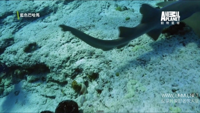 蓝色巴哈马：珊瑚礁 Bahama Blue:Coral插图4