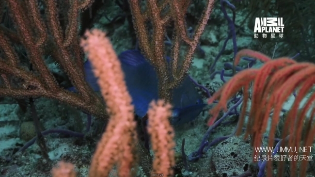 蓝色巴哈马：珊瑚礁 Bahama Blue:Coral插图5