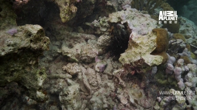 蓝色巴哈马：珊瑚礁 Bahama Blue:Coral插图6