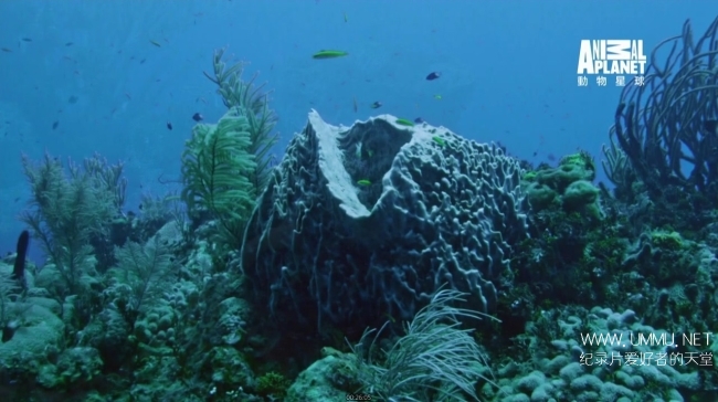 蓝色巴哈马：珊瑚礁 Bahama Blue:Coral插图7