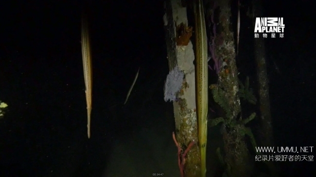 蓝色巴哈马：珊瑚礁 Bahama Blue:Coral插图8