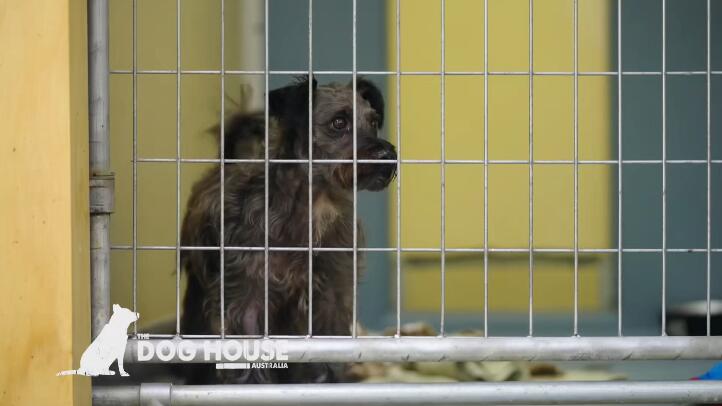 狗狗之家  第6季  The Dog House插图1