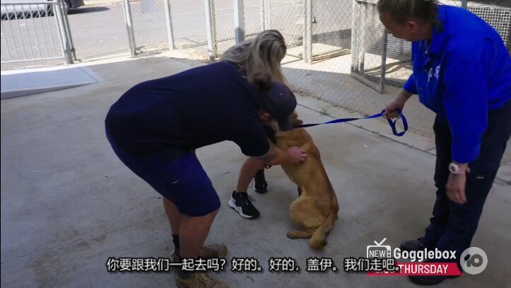 狗狗之家  第6季  The Dog House插图2