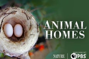 动物家园 Animal Homes