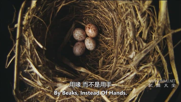 动物家园 Animal Homes插图1