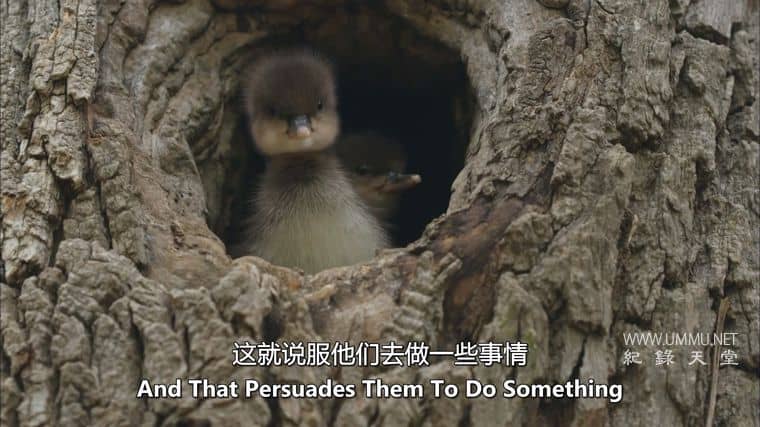 动物家园 Animal Homes插图3