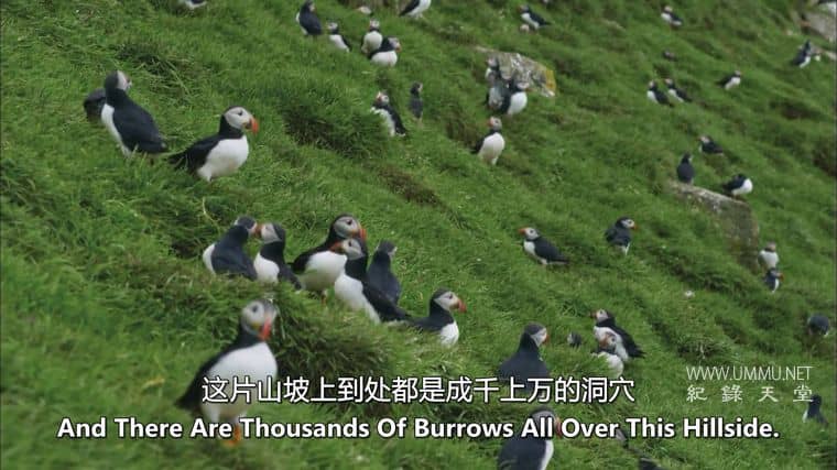 动物家园 Animal Homes插图4