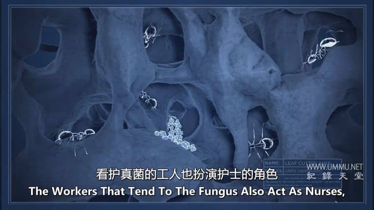 动物家园 Animal Homes插图5