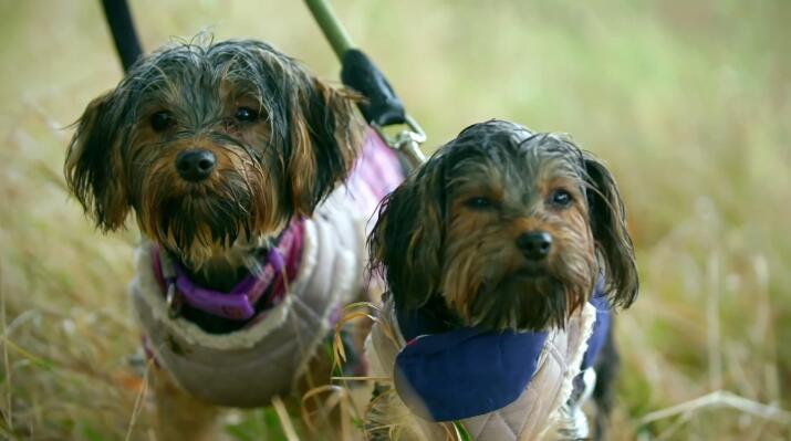 狗狗之家  第4季  The Dog House插图2