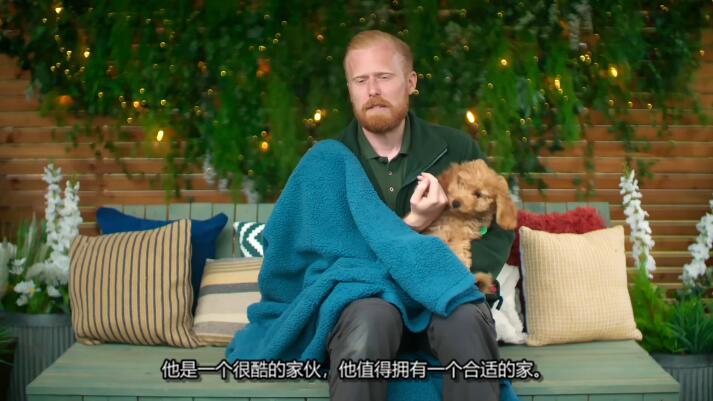 狗狗之家  第4季  The Dog House插图4