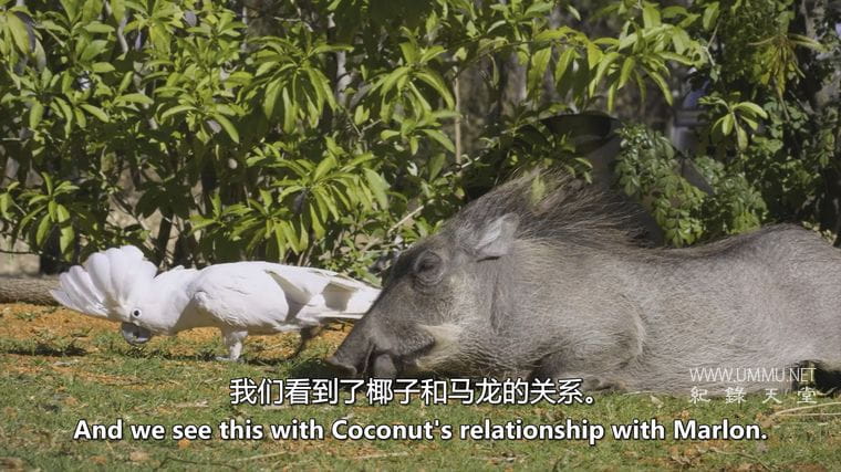 神奇的动物朋友 Amazing Animal Friends插图1