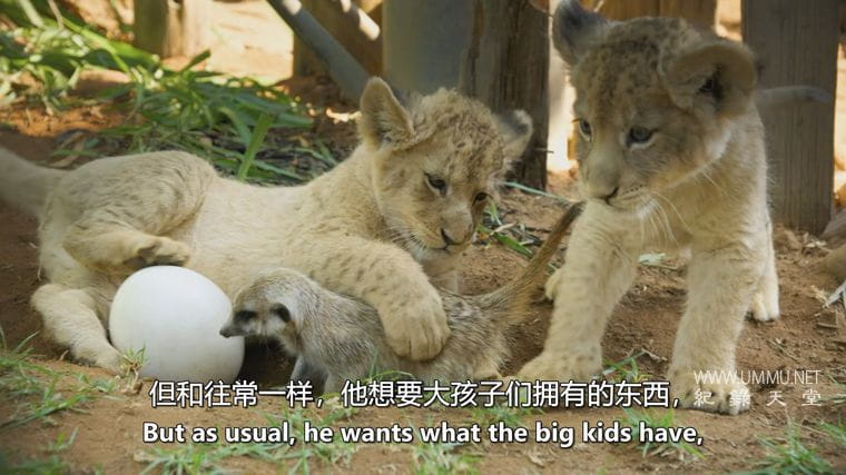 神奇的动物朋友 Amazing Animal Friends插图2