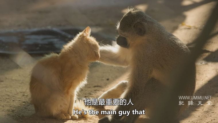 神奇的动物朋友 Amazing Animal Friends插图3