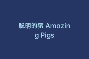 聪明的猪 Amazing Pigs