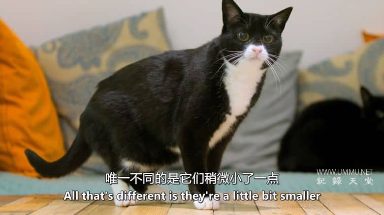 神经质猫咪 2：疯猫来袭 Psycho Pussies 2: Mad Cat Attacks插图1