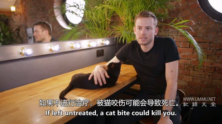 神经质猫咪 2：疯猫来袭 Psycho Pussies 2: Mad Cat Attacks插图2