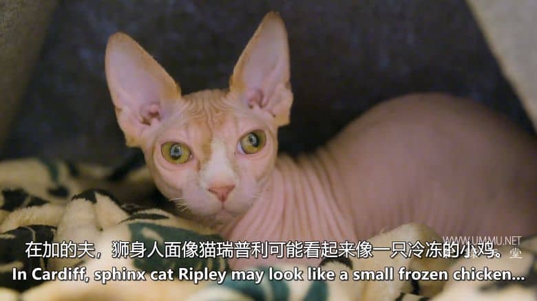 神经质猫咪 2：疯猫来袭 Psycho Pussies 2: Mad Cat Attacks插图3