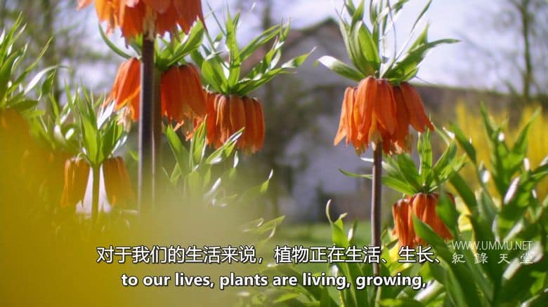 植物的力量 Power of Plants插图3