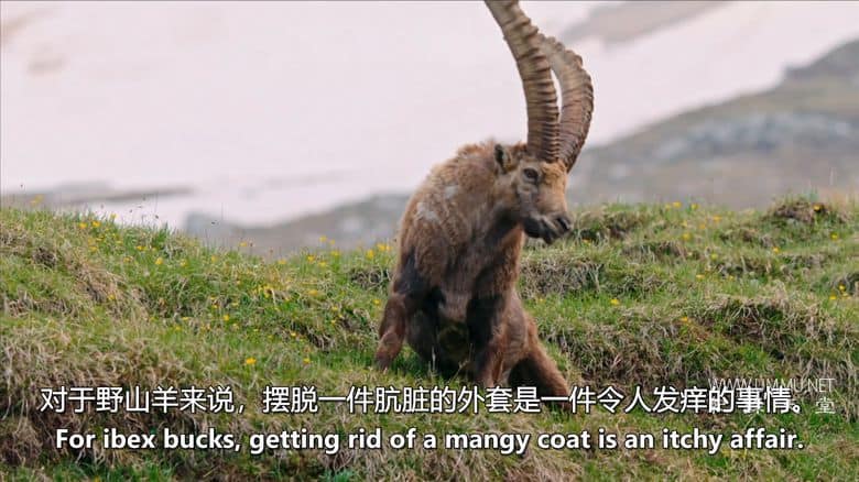 阿尔卑斯山 The Alps插图4