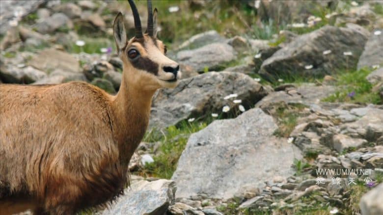 阿尔卑斯山 The Alps插图5