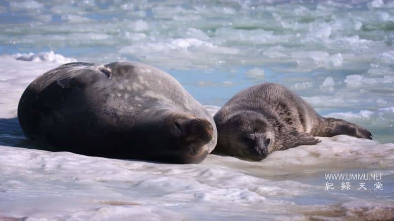 极地揭秘The Poles Revealed插图2