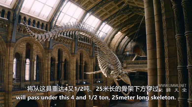 英国自然历史博物馆：神奇世界 Natural History Museum: World of Wonder插图1