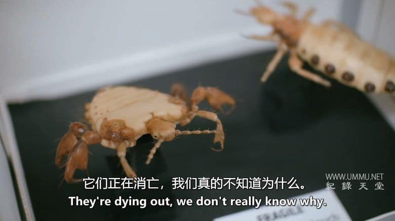 英国自然历史博物馆：神奇世界 Natural History Museum: World of Wonder插图4