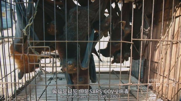 冠状病毒：流行病与穿山甲 Corona: The pandemic and the pangolin插图3