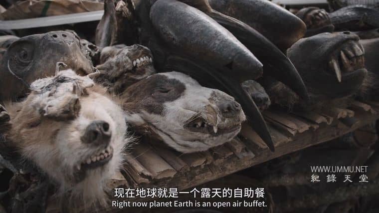 冠状病毒：流行病与穿山甲 Corona: The pandemic and the pangolin插图4