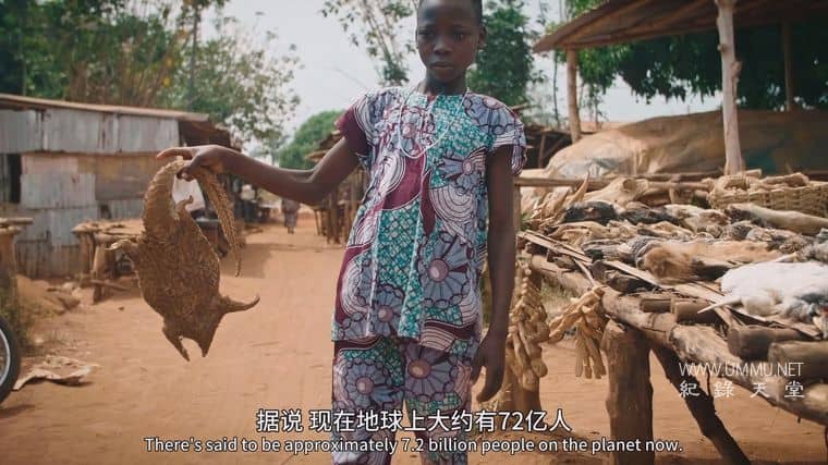 冠状病毒：流行病与穿山甲 Corona: The pandemic and the pangolin插图5