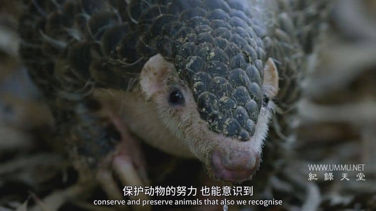冠状病毒：流行病与穿山甲 Corona: The pandemic and the pangolin插图6