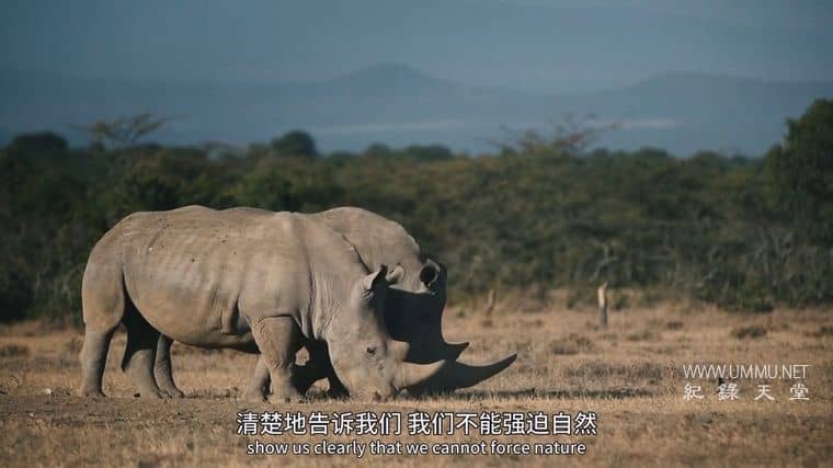 冠状病毒：流行病与穿山甲 Corona: The pandemic and the pangolin插图7