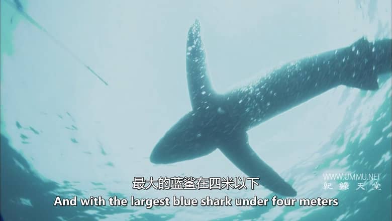 抓捕杀手：黑貂岛之谜 Catching a Killer: The Mystery of Sable Island插图7