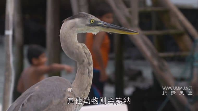 自然世界：加拉帕戈斯群岛的变化 Natural World: Galapagos – Islands Of Change插图5