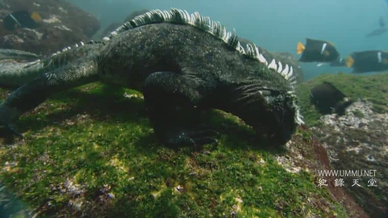 自然世界：加拉帕戈斯群岛的变化 Natural World: Galapagos – Islands Of Change插图6
