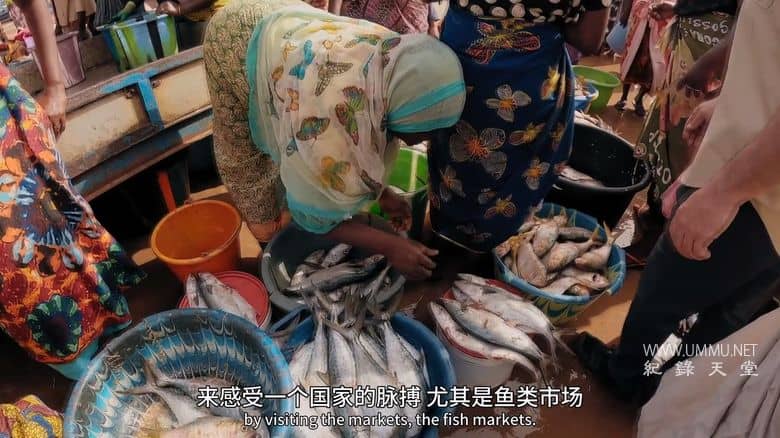 追踪巨型鱼 第三季全8集 Last of the Giants插图1