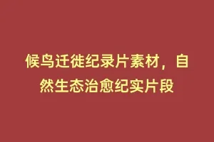 候鸟迁徙纪录片素材,自然生态治愈纪实片段缩略图 候鸟迁徙纪录片素材,自然生态治愈纪实片段
