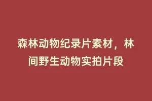 森林动物纪录片素材,林间野生动物实拍片段缩略图 森林动物纪录片素材,林间野生动物实拍片段