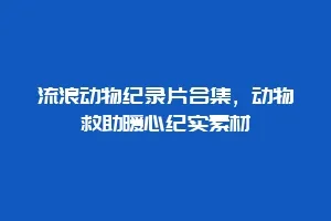 流浪动物纪录片合集,动物救助暖心纪实素材缩略图 流浪动物纪录片合集,动物救助暖心纪实素材