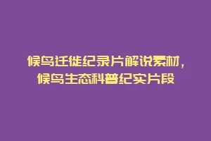 候鸟迁徙纪录片解说素材，候鸟生态科普纪实片段