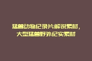 猛兽动物纪录片解说素材,大型猛兽野外纪实素材缩略图 猛兽动物纪录片解说素材,大型猛兽野外纪实素材