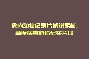 食肉动物纪录片解说素材,草原猛兽捕猎纪实片段缩略图 食肉动物纪录片解说素材,草原猛兽捕猎纪实片段