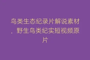 鸟类生态纪录片解说素材,野生鸟类纪实短视频原片缩略图 鸟类生态纪录片解说素材,野生鸟类纪实短视频原片